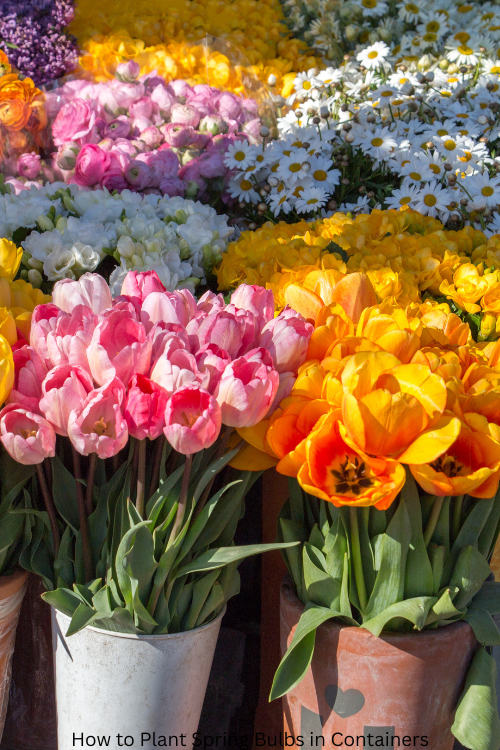 How to Plant Spring Bulbs in Containers