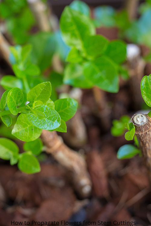 How to Propagate Flowers from Stem Cuttings