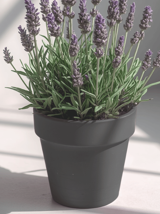 How to Propagate Lavender From Cuttings