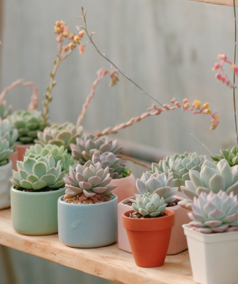 How to Protect Potted Plants From the First Frost