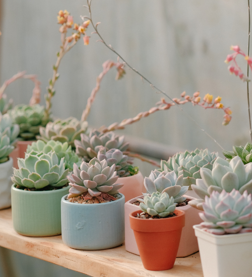 How to Protect Potted Plants From the First Frost