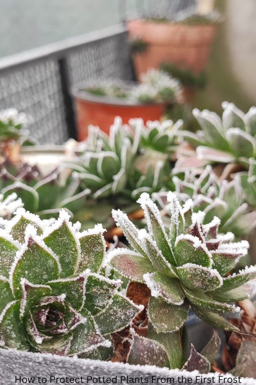 How to Protect Potted Plants From the First Frost