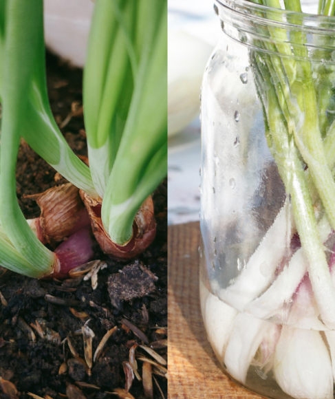 How to Regrow Green Onions in Water and Soil