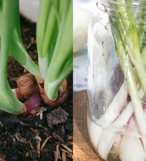 How to Regrow Green Onions in Water and Soil