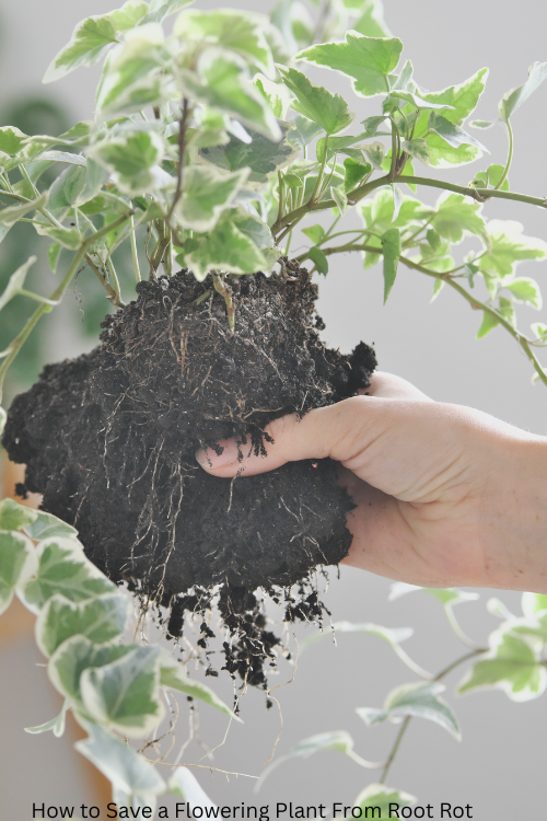 How to Save a Flowering Plant From Root Rot