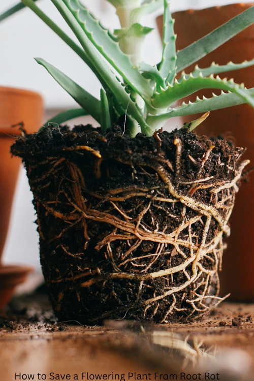 How to Save a Flowering Plant From Root Rot