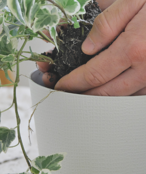 How to Save a Flowering Plant From Root Rot