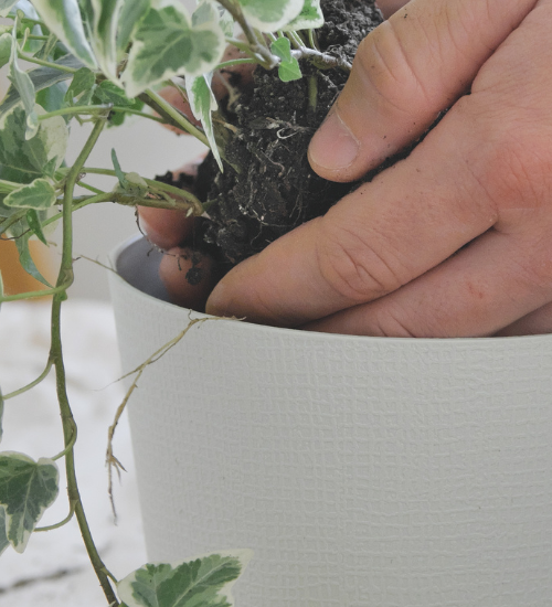 How to Save a Flowering Plant From Root Rot