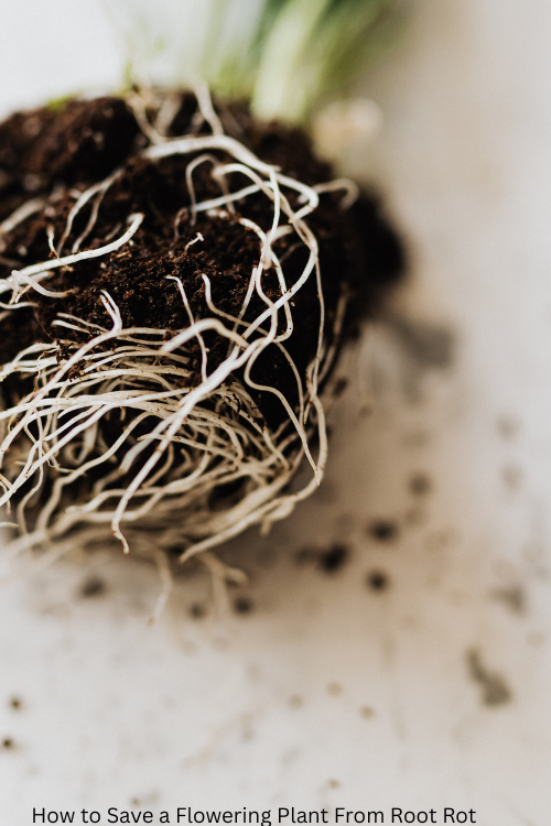 How to Save a Flowering Plant From Root Rot