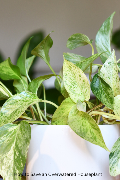 How to Save an Overwatered Houseplant