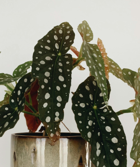 How to Save an Overwatered Houseplant