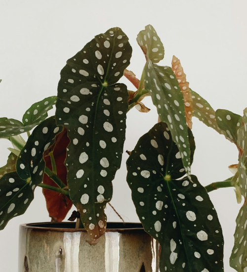 How to Save an Overwatered Houseplant