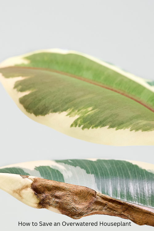 How to Save an Overwatered Houseplant