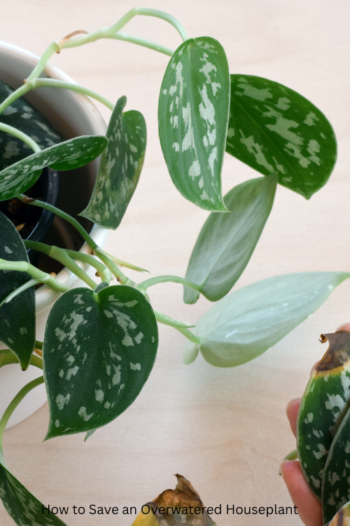 How to Save an Overwatered Houseplant