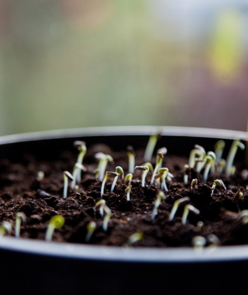 How to Sow Tiny Flower Seeds Without Burying Them