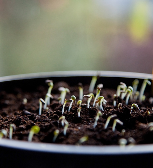 How to Sow Tiny Flower Seeds Without Burying Them
