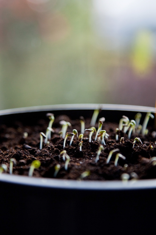 How to Sow Tiny Flower Seeds Without Burying Them