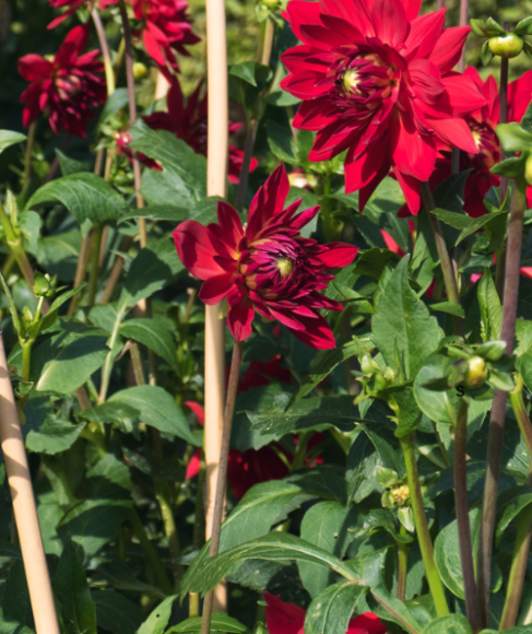 How to Stake Tall Flowers Without Damaging Their Stems