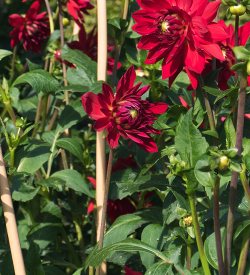 How to Stake Tall Flowers Without Damaging Their Stems
