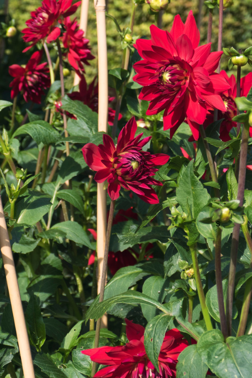 How to Stake Tall Flowers Without Damaging Their Stems