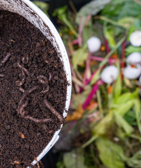 How to Start a Worm Compost Bin Indoors