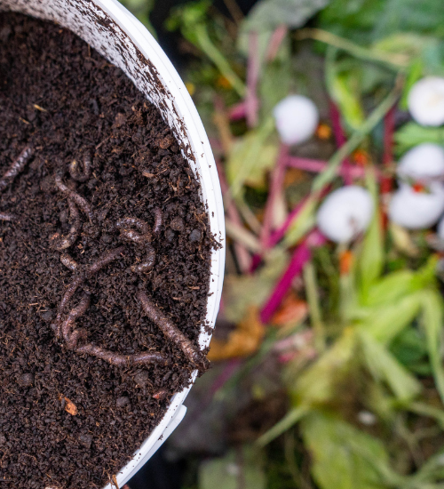 How to Start a Worm Compost Bin Indoors