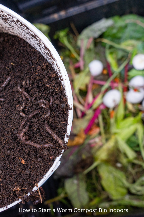 How to Start a Worm Compost Bin Indoors 