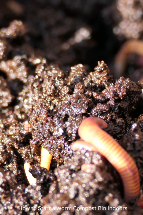 How to Start a Worm Compost Bin Indoors 