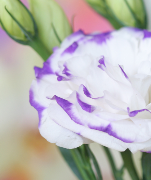 How to Grow Lisianthus From Seed
