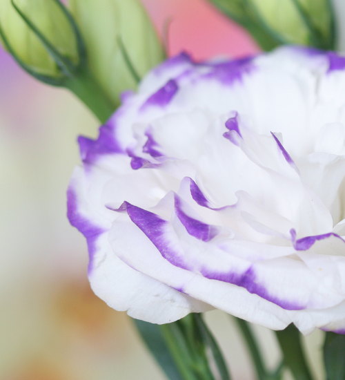 How to Grow Lisianthus From Seed