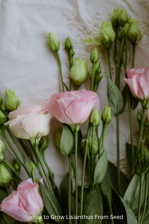 How to Grow Lisianthus From Seed