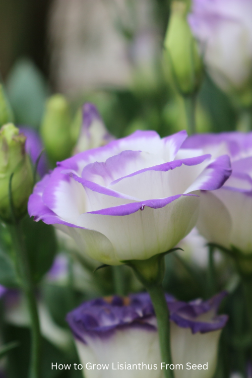 How to Grow Lisianthus From Seed