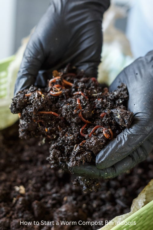 How to Start a Worm Compost Bin Indoors 