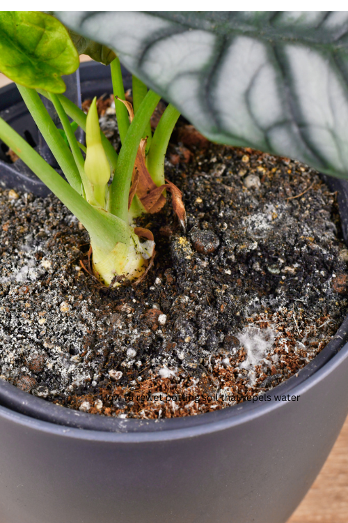 How to rewet potting soil that repels water