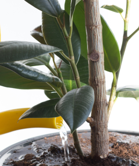 How to rewet potting soil that repels water