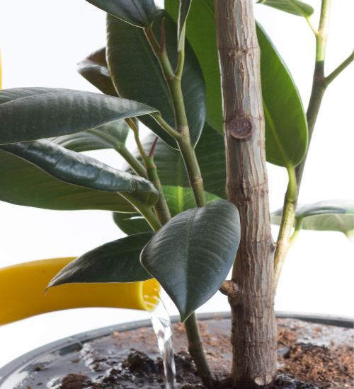 How to rewet potting soil that repels water