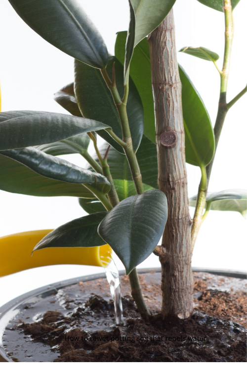 How to rewet potting soil that repels water