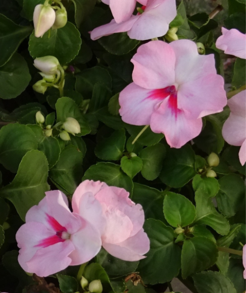 Shade-Loving Flowers for Balcony Containers