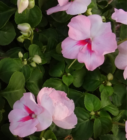 Shade-Loving Flowers for Balcony Containers