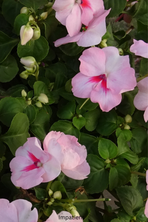 Shade-Loving Flowers for Balcony Containers