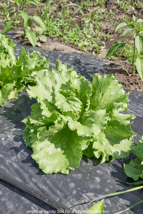 Improve Sandy Soil for a Vegetable Garden