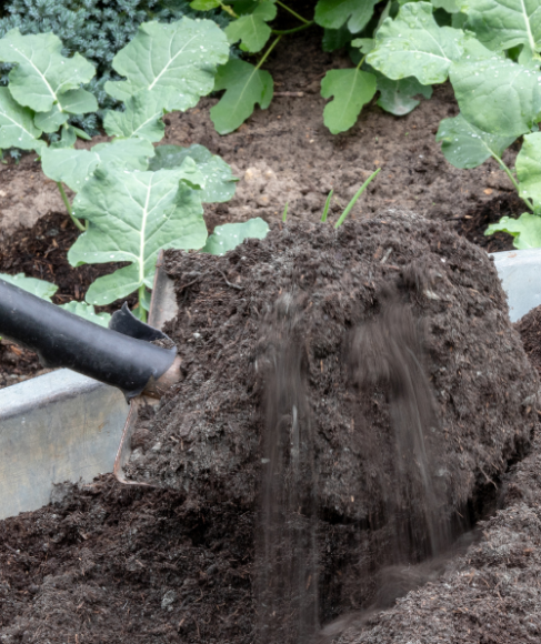 Improve Sandy Soil for a Vegetable Garden