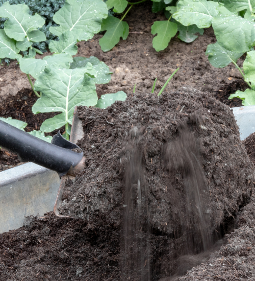 Improve Sandy Soil for a Vegetable Garden