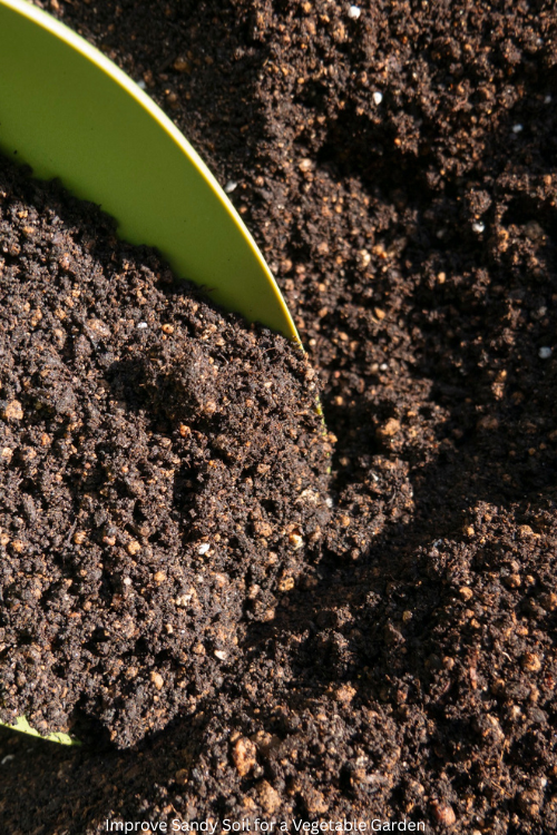 Improve Sandy Soil for a Vegetable Garden