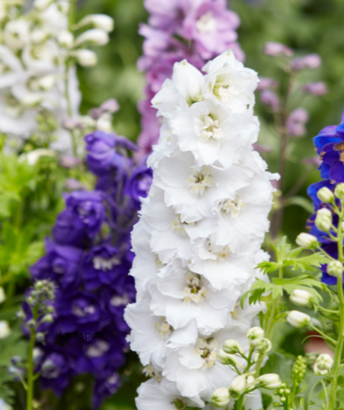 Self-Seeding Annual Flowers for a Natural Cottage Garden