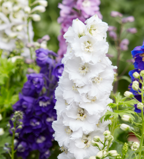 Self-Seeding Annual Flowers for a Natural Cottage Garden