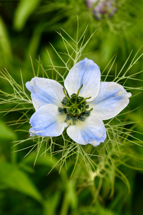 Love-in-a-mist
