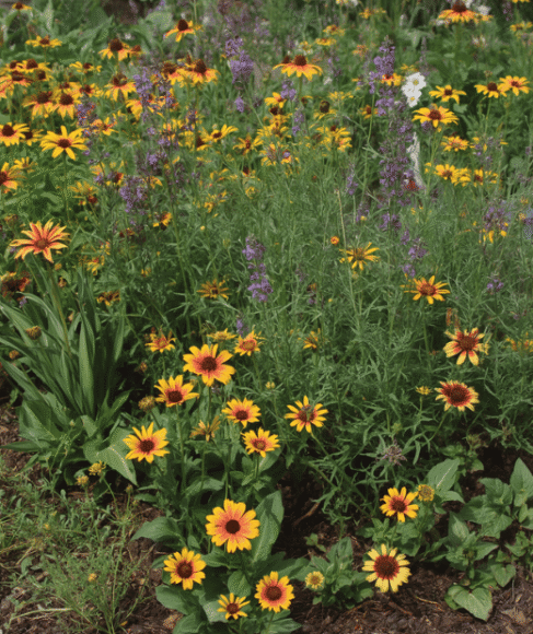 Low Water Flower Bed Design