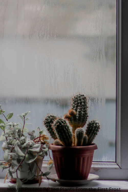 How to Protect Potted Plants From the First Frost