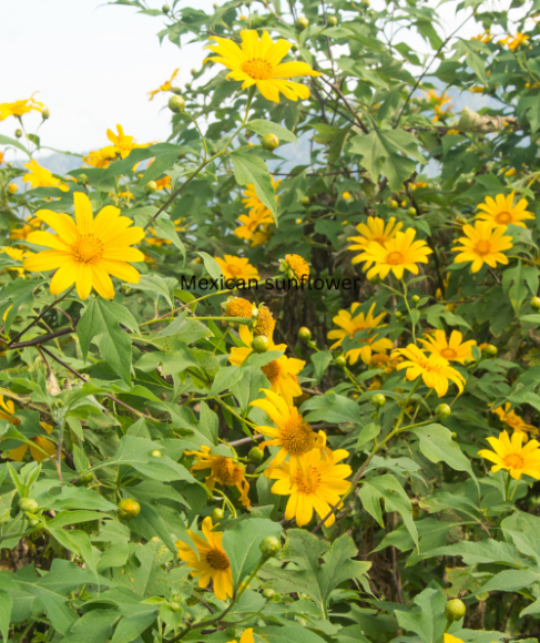 Fall Pollinator Garden Flowers